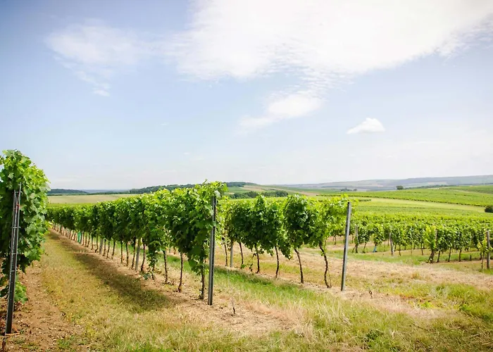 홈스테이 Weingut Stadler Falkenstein
